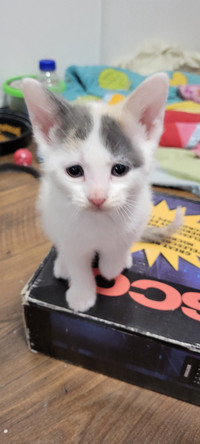 4 adorable Kittens Needing homes!