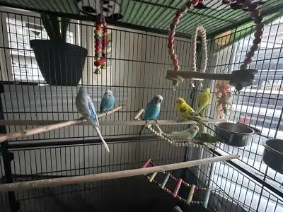 7 Budgies, View more