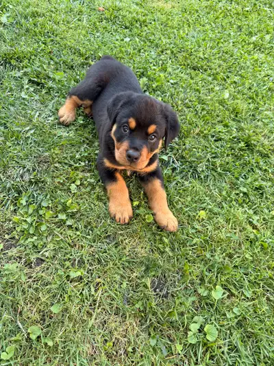 Rottweiler Puppy 9weeks – $2,250, View more