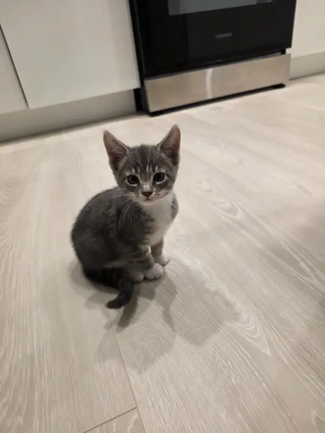 1 male kitten for sale. in Cats & Kittens for Rehoming in Victoria - Image 5