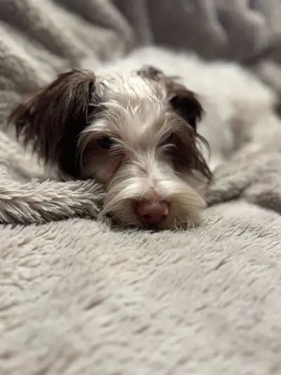 Beautiful Morkie males. All up to date with vaccinations. Ready to go home . Please see website at M...