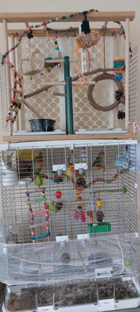 Family of five peachfaced lovebirds with cage and bird gym