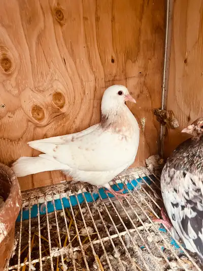 young pigeon (Almond color), View more