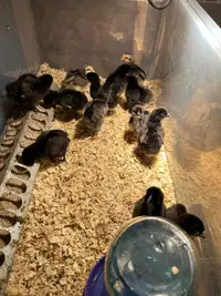 Day Old Chicks