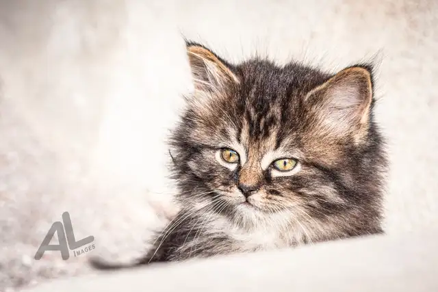 Pet Photography in Animal & Pet Services in Ottawa - Image 9