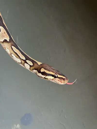 Phantom Ball Python 100% het Pied, View more