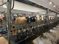Dairy farm morning milker
