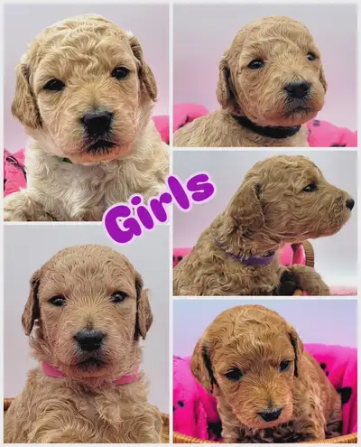Mini/medium Goldendoodles, View more