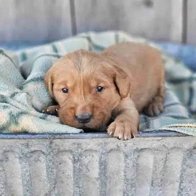 Red Golden Retriever Puppies!, View more