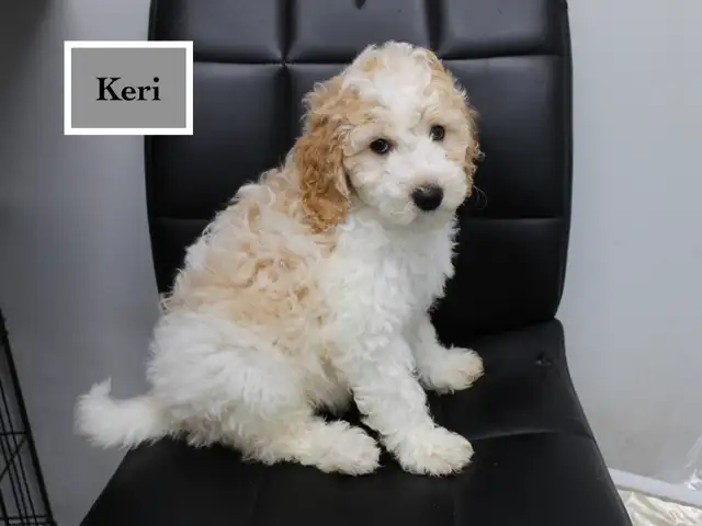 WAVENY GOLDENS - F1b Mini Goldendoodles in Dogs & Puppies for Rehoming in Strathcona County - Image 2