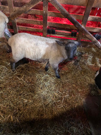 Ram lamb- 12 weeks old