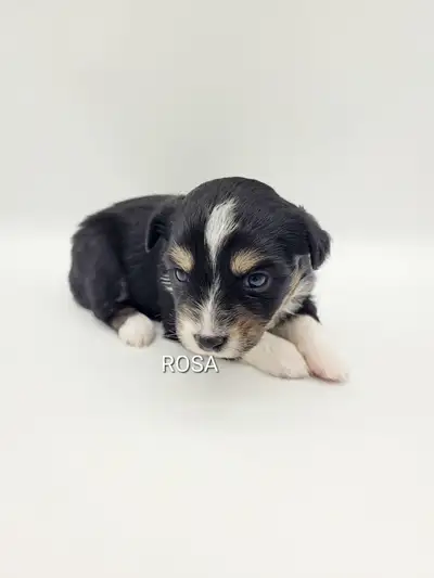 Toy Australian Shepherd puppies, View more