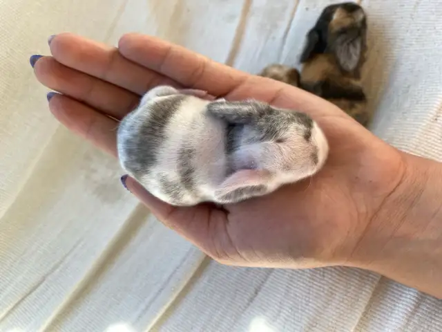 Holland lop baby bunnies✨ in Small Animals for Rehoming in Delta/Surrey/Langley - Image 8