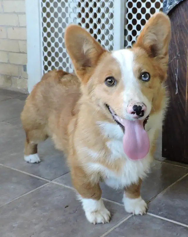 Pembroke Corgi Male in Dogs & Puppies for Rehoming in Owen Sound - Image 3