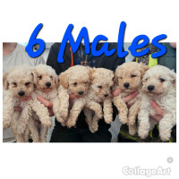 Toy / mini poodles  Rare and special pups  