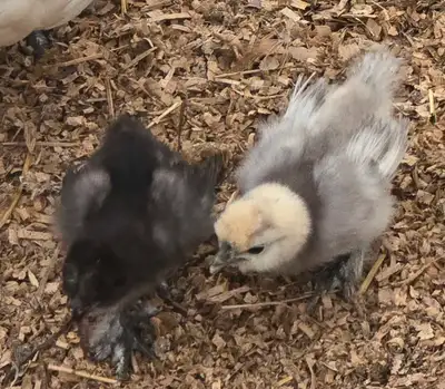 Silkie Chicks , View more