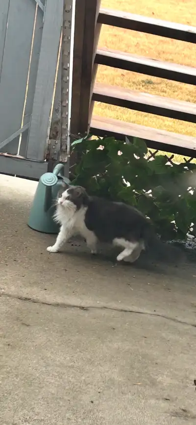 abandoned cats , View more