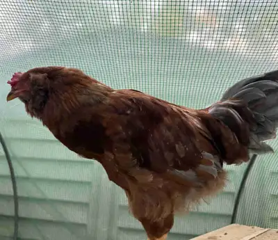 Rooster (3 months old), View more