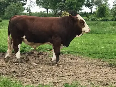 registered simmental bull, View more