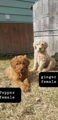  Golden doodle puppies. Gorgeous and loving ❤ 