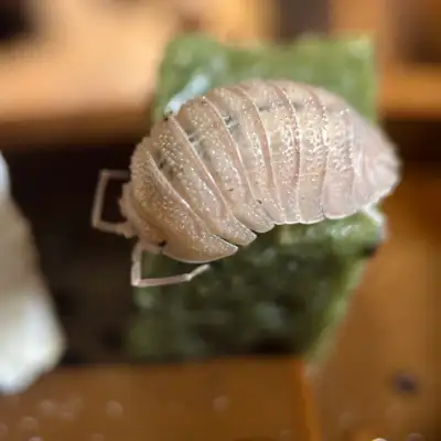 Armadillidium Scaberrimum “Sandstone” Isopods, View more