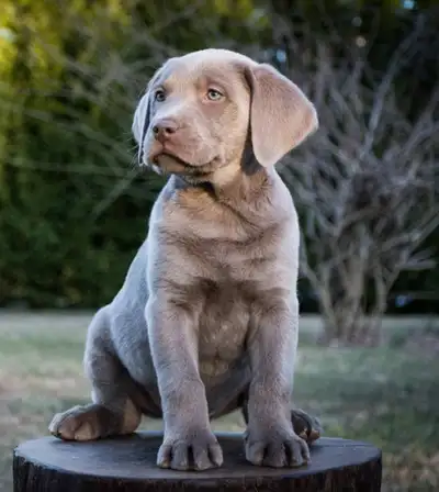 AKC Silver Labrador - Guardian Program, View more