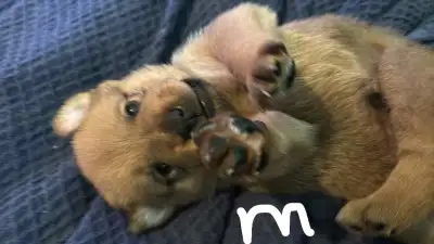 Chow/ mastiff mix., View more