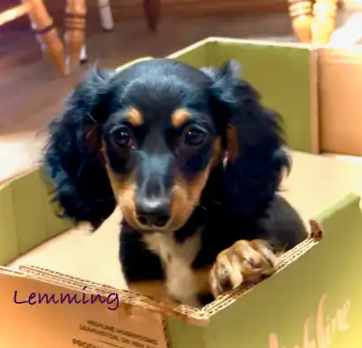 Adorable Mini Dachshund Pups, View more