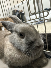 Rabbit for rehoming