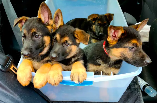 Purebred Working Line German sheperd puppies in Dogs & Puppies for Rehoming in City of Toronto - Image 9