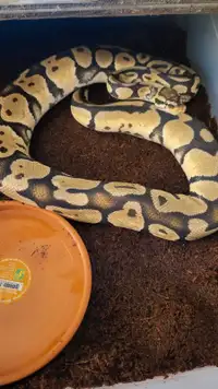 Large Adult Ball Python