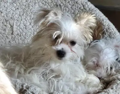 ...THIS LITTLE BEATIFULL BOY IS FULLY VACINATED...AND DEWORMTED VERRY OUTGOING HE GOING TO BE AWSOME...