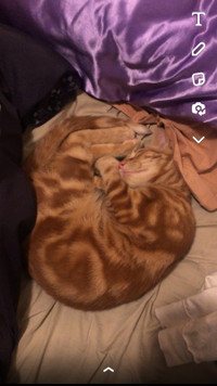 Playful orange kitty