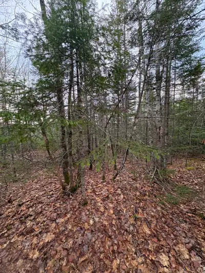 PID: 60135084 Undeveloped land in Seffernville. In between Chester Grant and New Ross. Eight minutes...