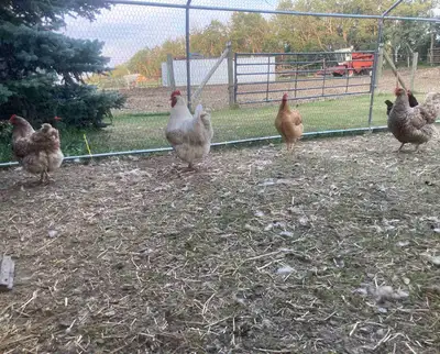 Orpington hens 1 year old, View more