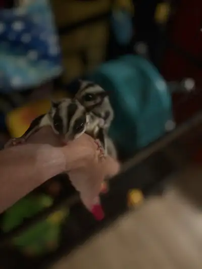 Female Sugar Glider, View more