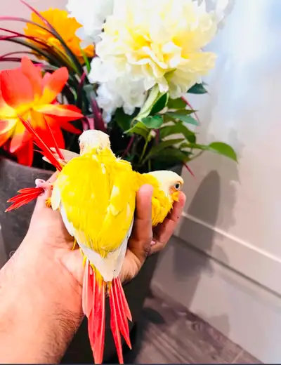 Suncheek parrot for sale