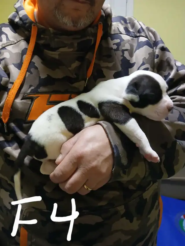 American bulldog puppies  in Dogs & Puppies for Rehoming in Fredericton - Image 5