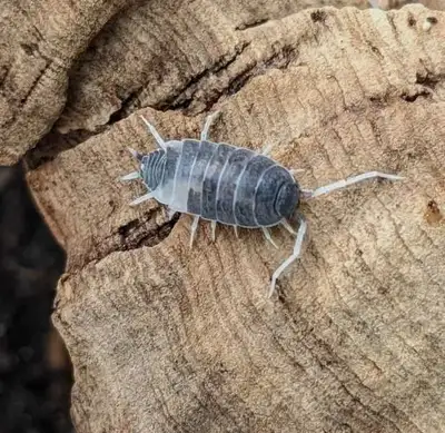 Oreo crumble isopods!, View more