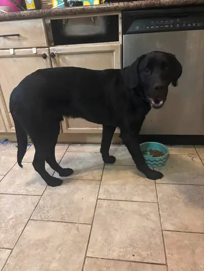 1year old male  dog looking for new home!!, View more