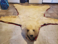 Polar bear rug