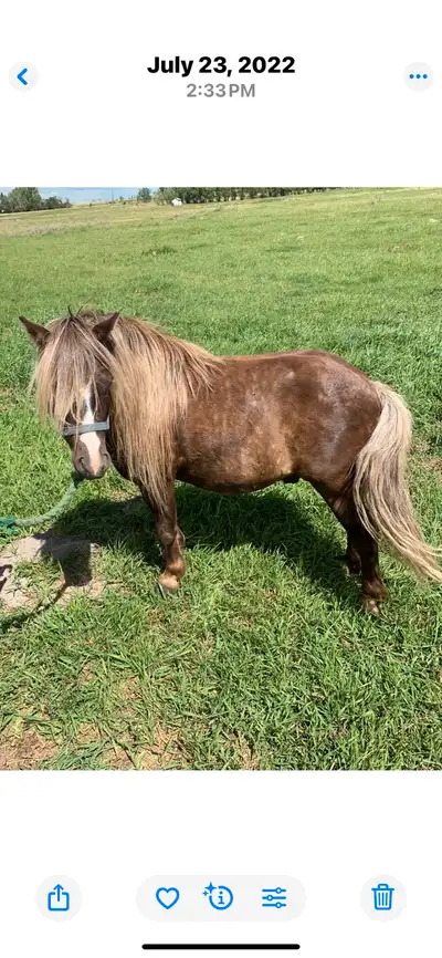 Halter broke gelding pony, View more