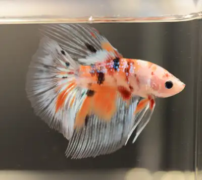 Healthy Male KOI Halfmoon Betta Fish For Sale, View more