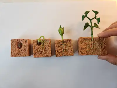 Teach kids the fascinating process of plant growth with this Life Cycle of a Green Bean Plant Educat...