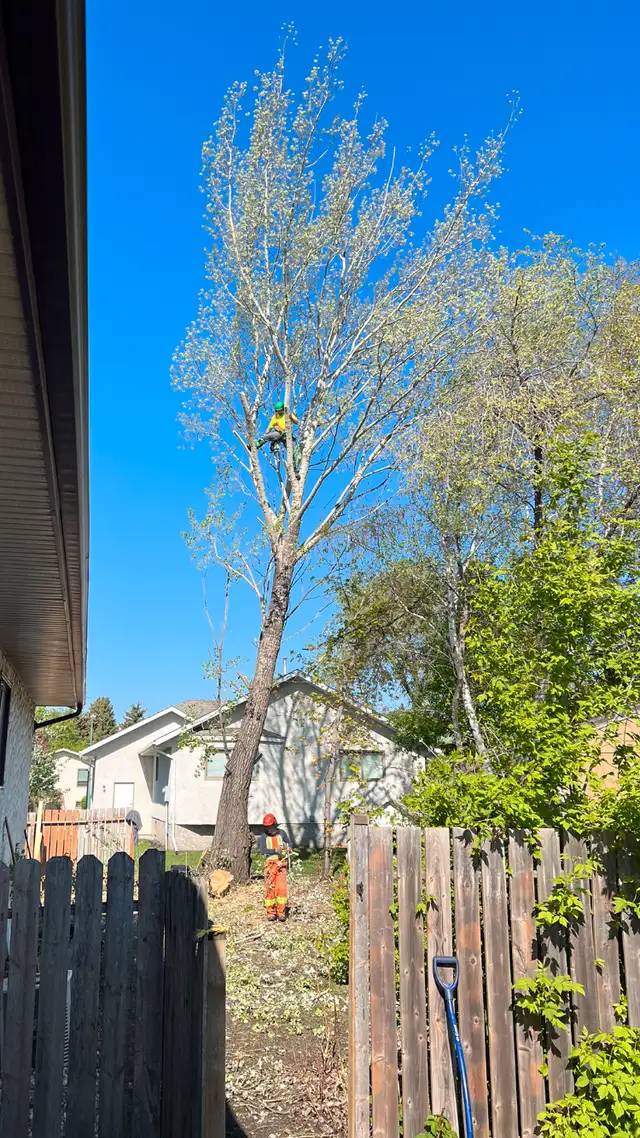 Certified arborist / tree climbing service62863255228801121