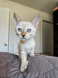 Chaton femelle bengal snow 