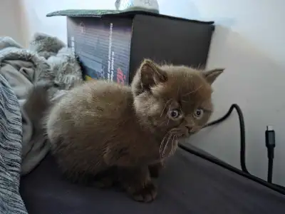 chocolate male british shorthair kitten, View more