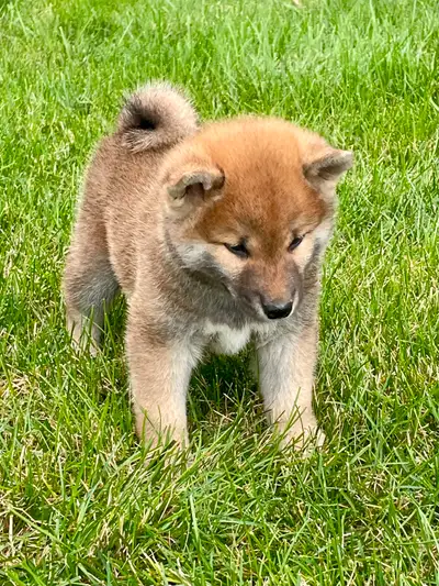 Shiba-Inu pure race, nouvelle portée, 3 chiots disponibles., View more