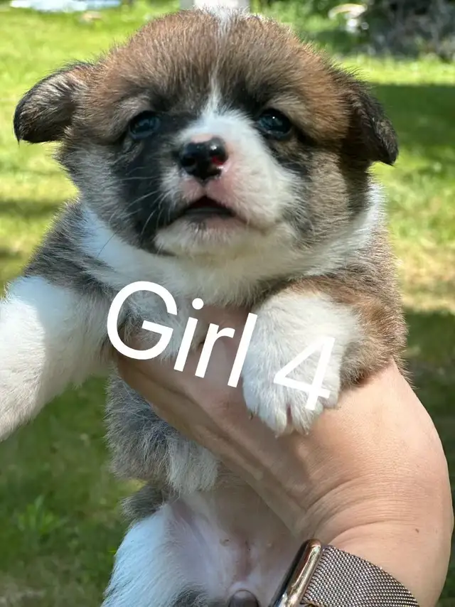 Two months old Welsh Corgi puppies in Dogs & Puppies for Rehoming in City of Toronto - Image 8