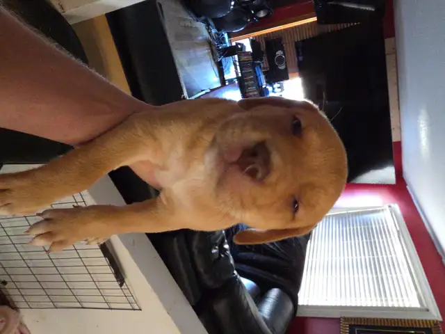 Puppies for sale! in Dogs & Puppies for Rehoming in Calgary - Image 7